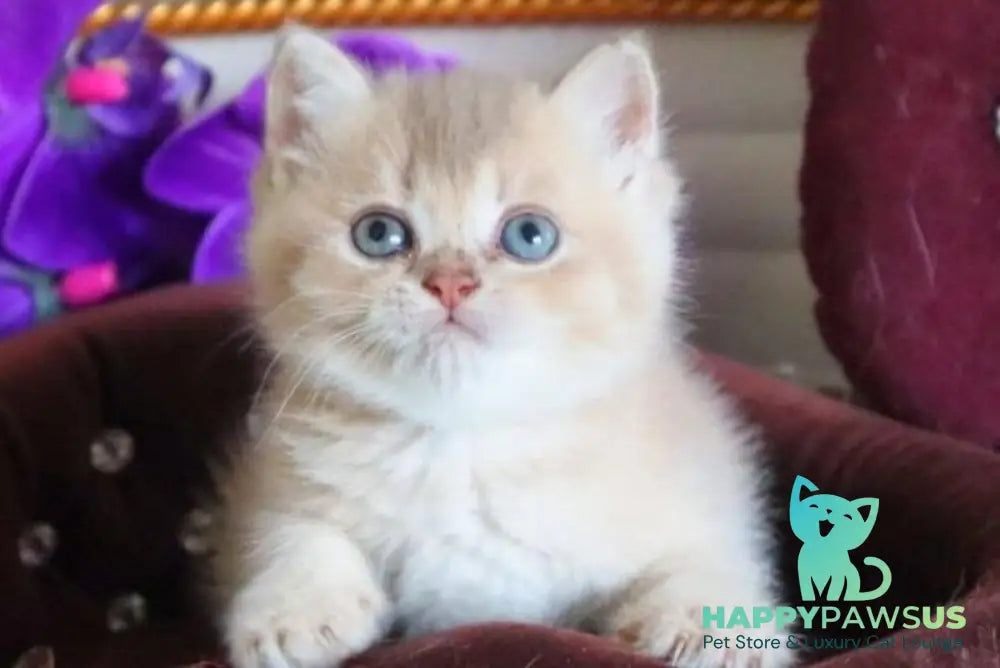 Stiven British Shorthair male lilac golden shaded - live animals