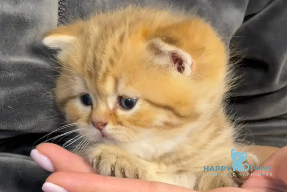 Storm British Shorthair male chocolate golden spotted tabby live animals