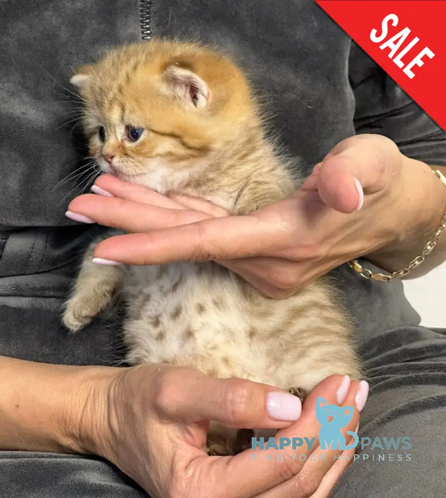 Storm British Shorthair male chocolate golden spotted tabby live animals