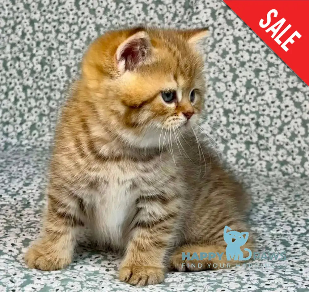 Storm British Shorthair male chocolate golden spotted tabby live animals