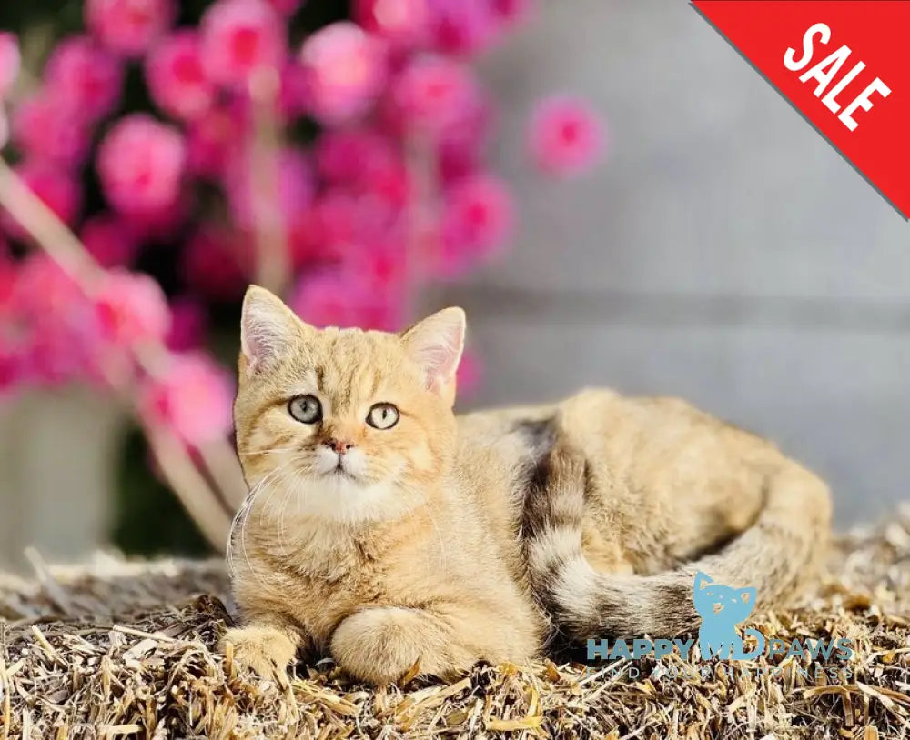 Storm British Shorthair male chocolate golden spotted tabby live animals