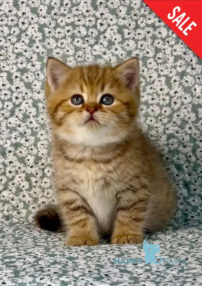 Storm British Shorthair male chocolate golden spotted tabby live animals