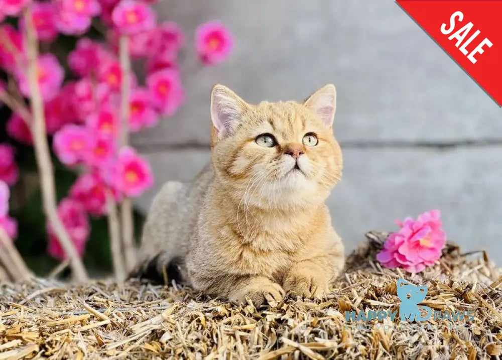 Storm British Shorthair male chocolate golden spotted tabby live animals