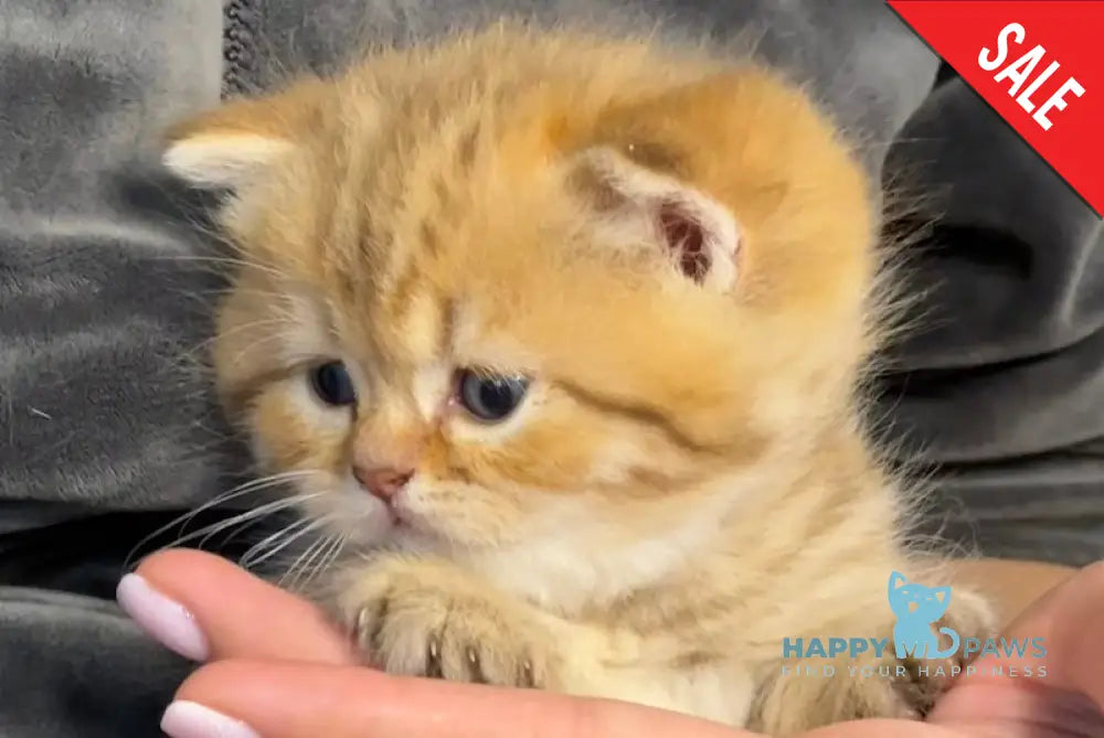 Storm British Shorthair male chocolate golden spotted tabby live animals
