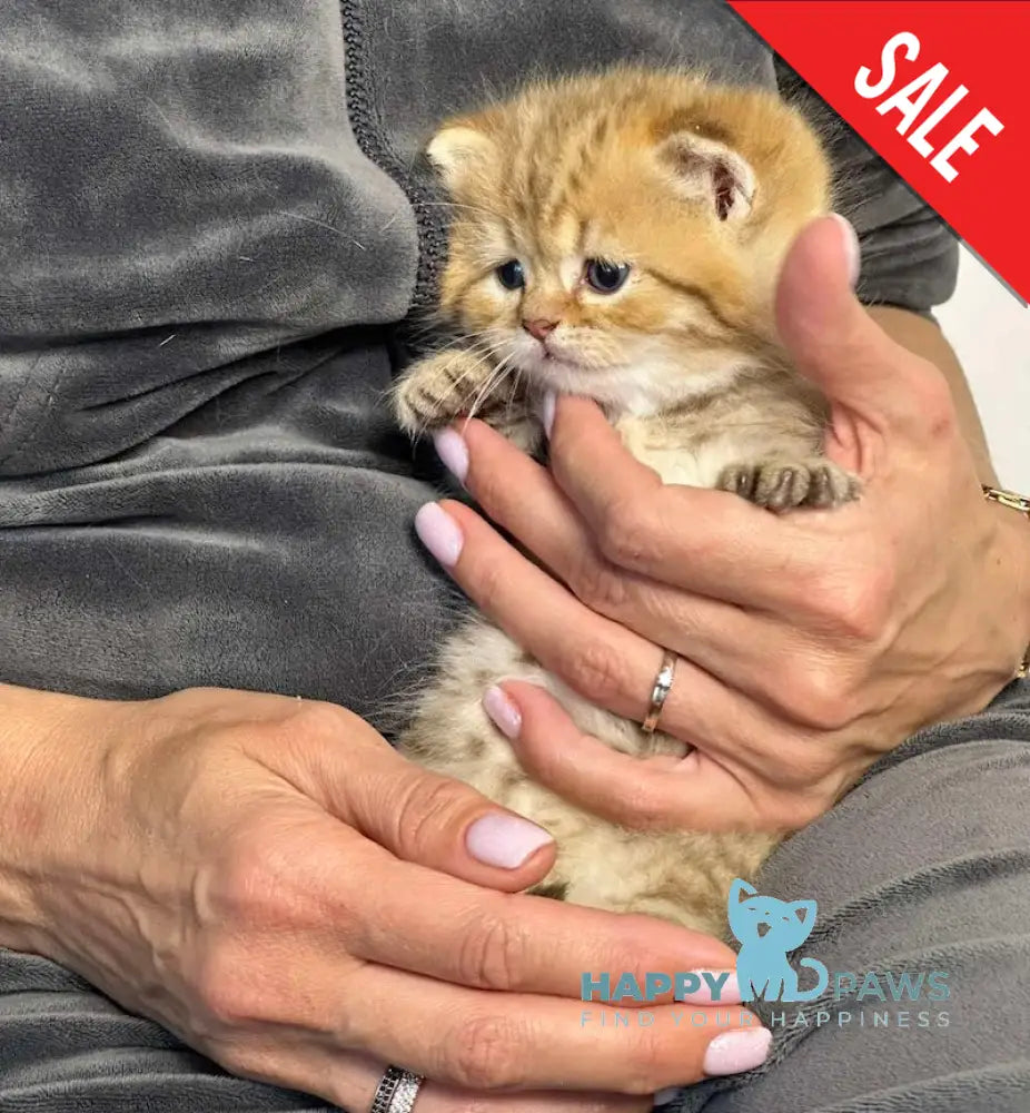 Storm British Shorthair male chocolate golden spotted tabby live animals