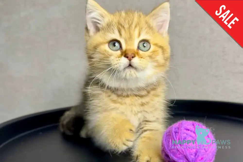 Storm British Shorthair male chocolate golden spotted tabby live animals