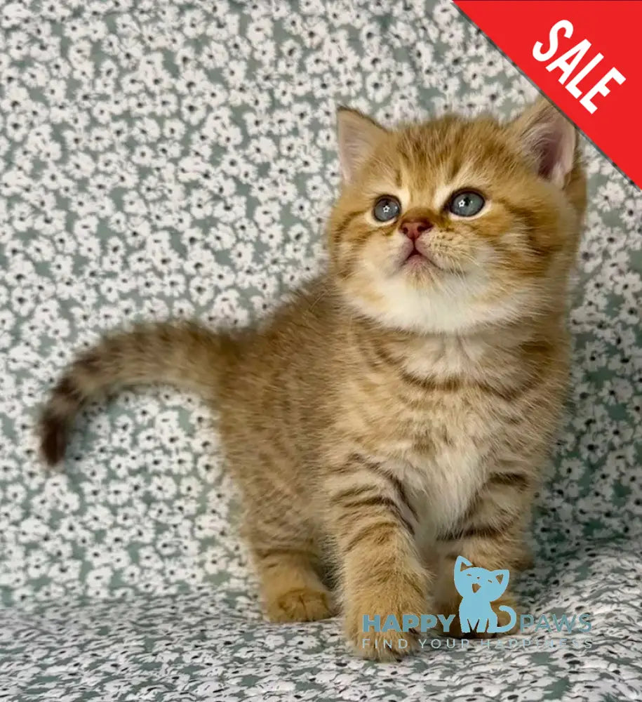 Storm British Shorthair male chocolate golden spotted tabby live animals