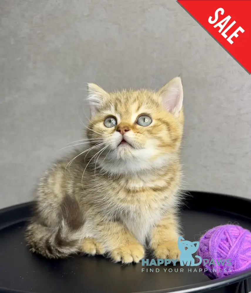 Storm British Shorthair male chocolate golden spotted tabby live animals
