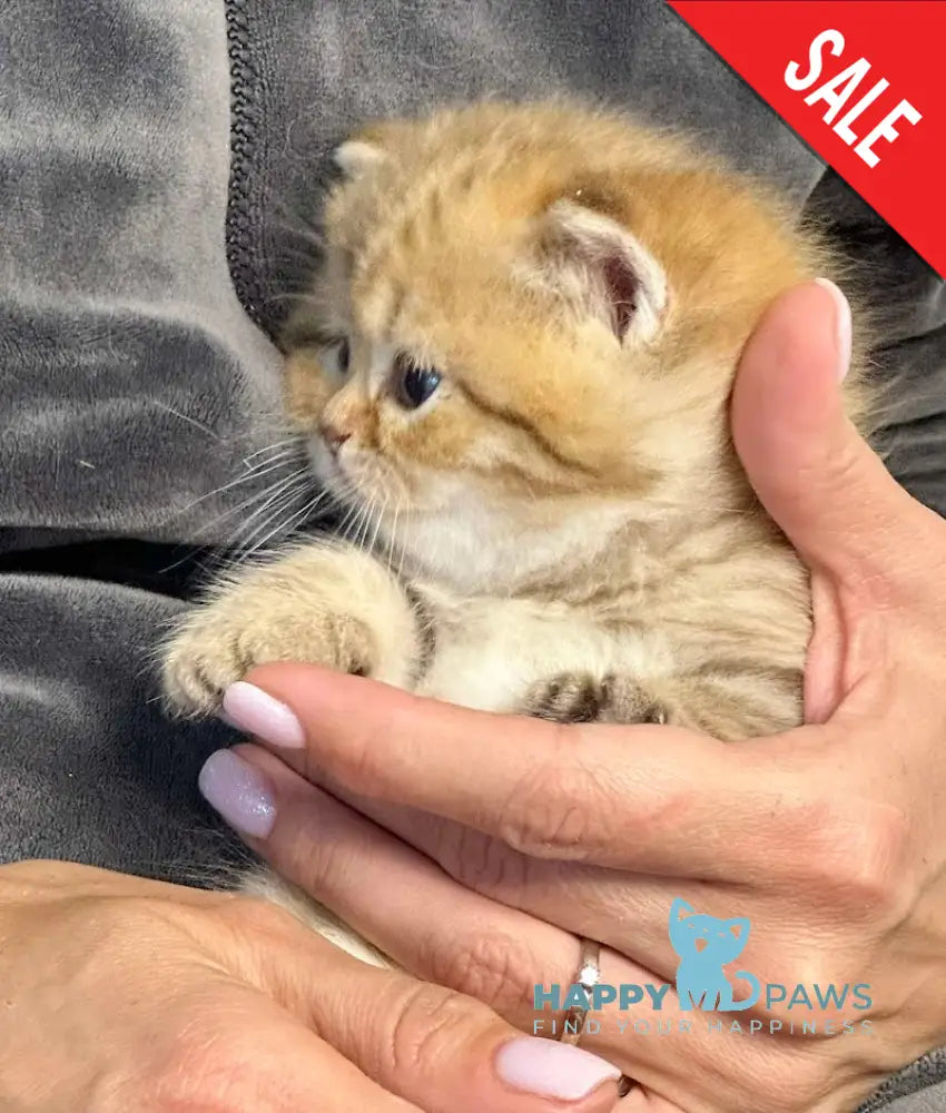 Storm British Shorthair male chocolate golden spotted tabby live animals
