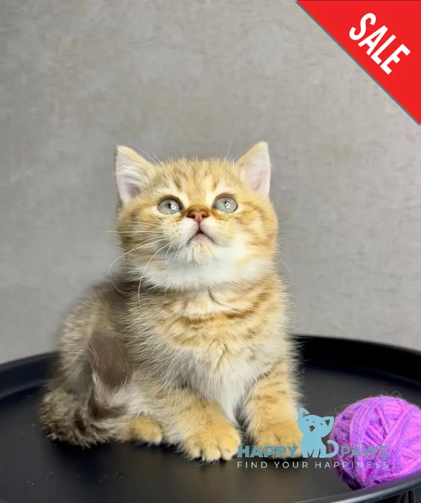 Storm British Shorthair male chocolate golden spotted tabby live animals
