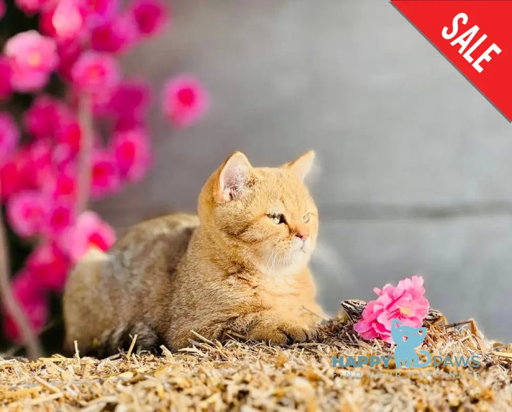 Storm British Shorthair male chocolate golden spotted tabby live animals