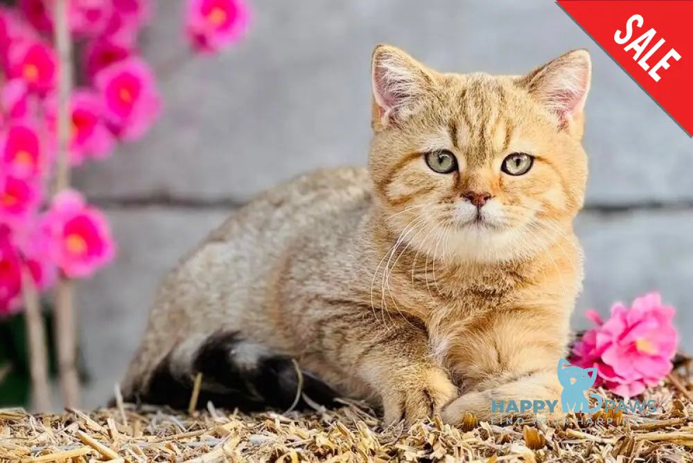 Storm British Shorthair male chocolate golden spotted tabby live animals