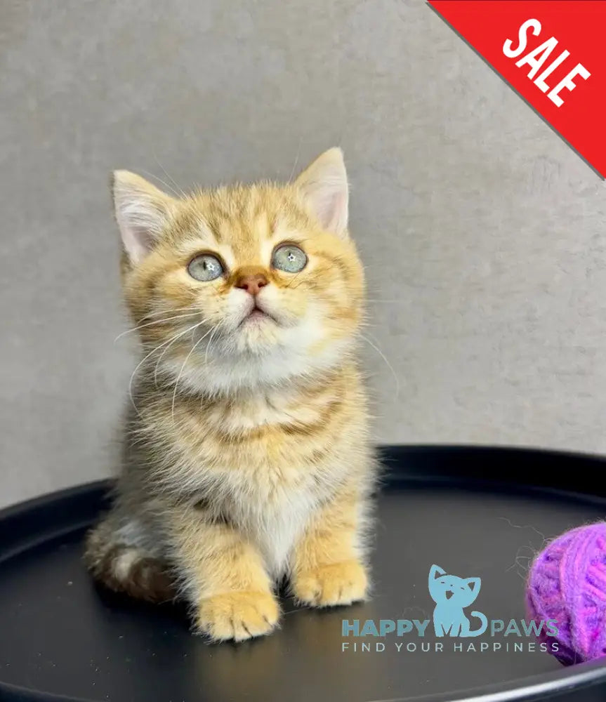 Storm British Shorthair male chocolate golden spotted tabby live animals