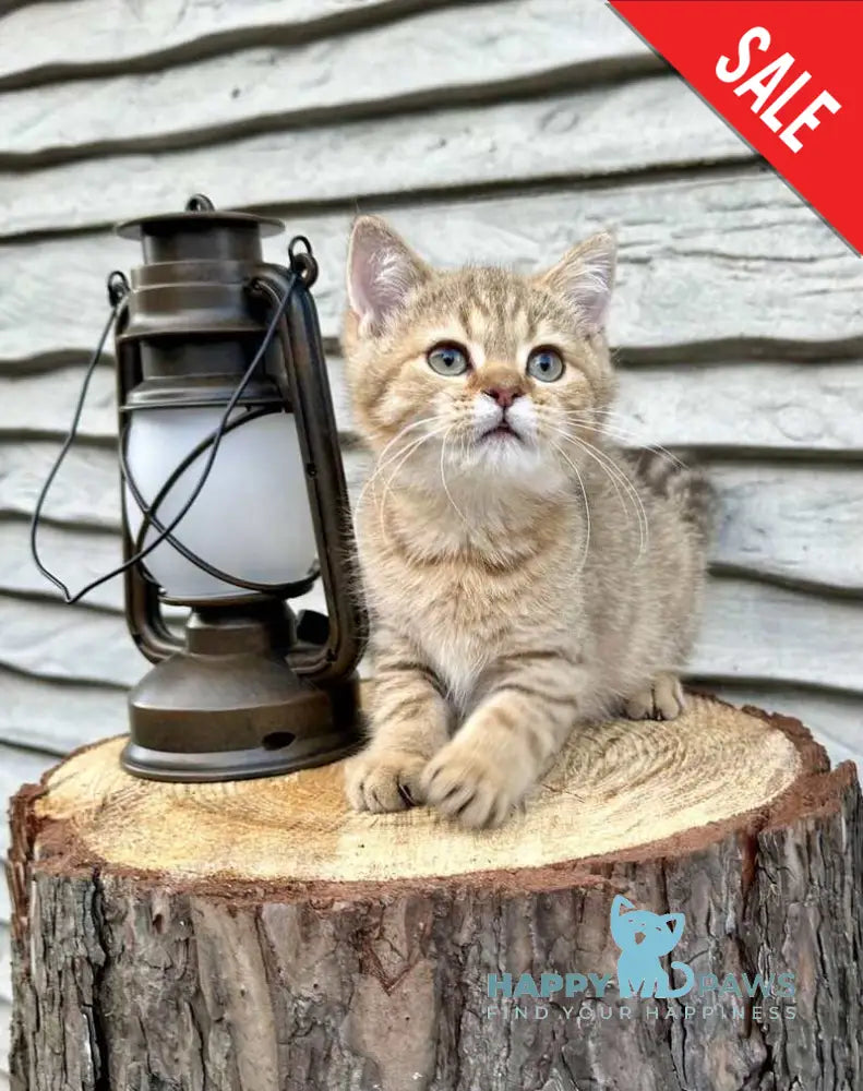 Storm British Shorthair male chocolate golden spotted tabby live animals