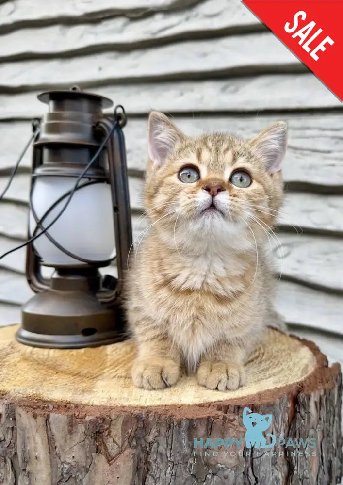 Storm British Shorthair male chocolate golden spotted tabby live animals