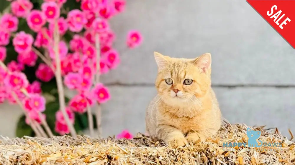 Storm British Shorthair male chocolate golden spotted tabby live animals