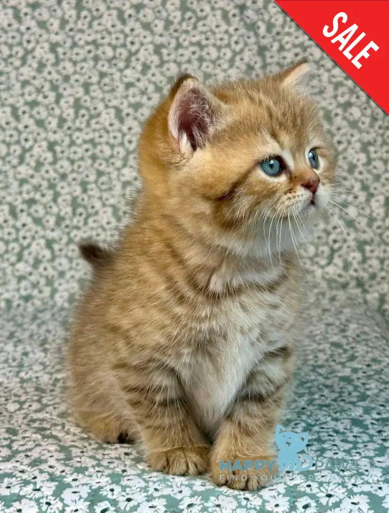 Storm British Shorthair male chocolate golden spotted tabby live animals