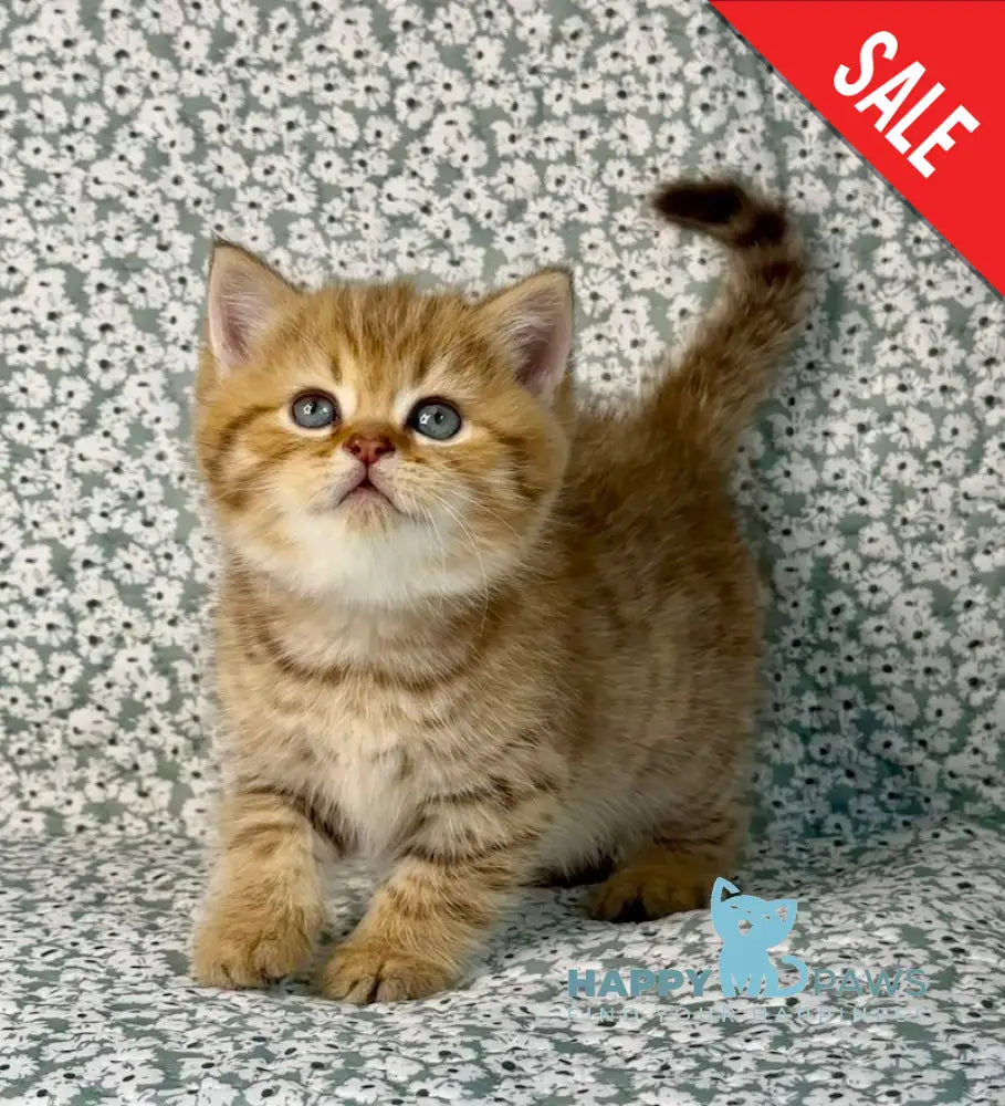 Storm British Shorthair male chocolate golden spotted tabby live animals