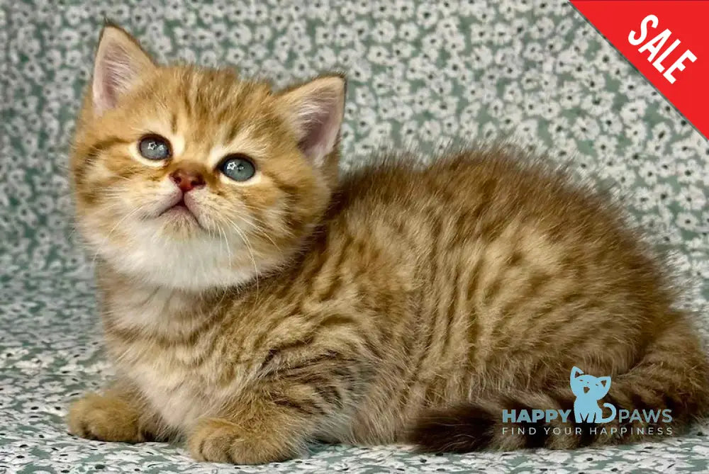 Storm British Shorthair male chocolate golden spotted tabby live animals