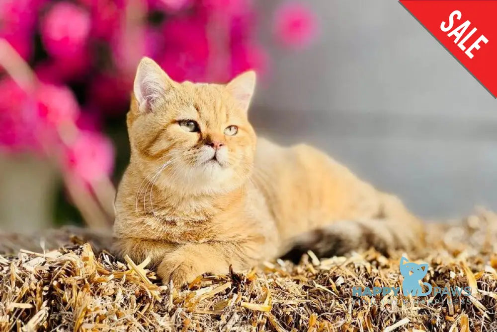 Storm British Shorthair male chocolate golden spotted tabby live animals