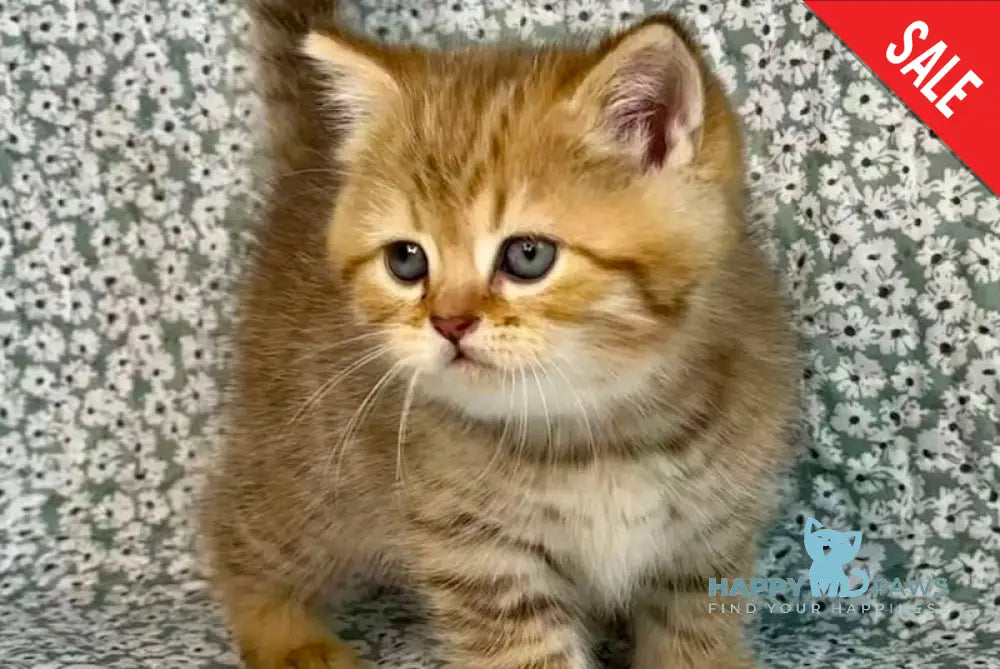 Storm British Shorthair male chocolate golden spotted tabby live animals