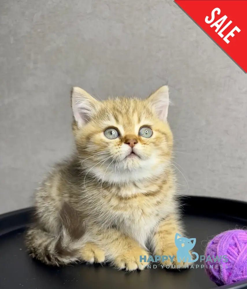 Storm British Shorthair male chocolate golden spotted tabby live animals