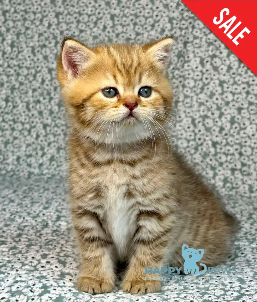 Storm British Shorthair male chocolate golden spotted tabby live animals