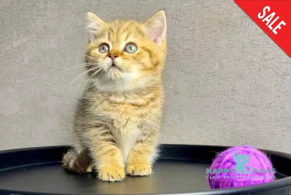 Storm British Shorthair male chocolate golden spotted tabby live animals