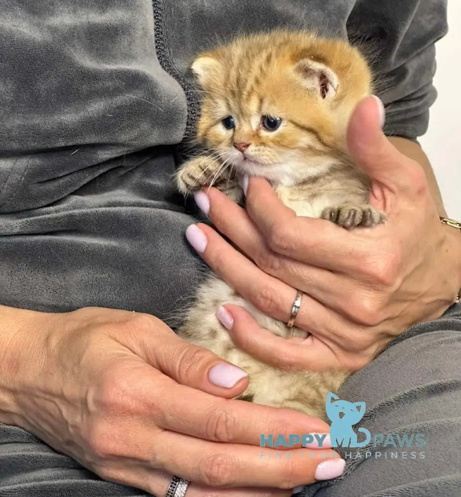 Storm British Shorthair male chocolate golden spotted tabby live animals