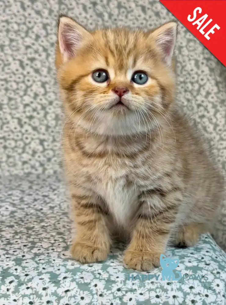 Storm British Shorthair male chocolate golden spotted tabby live animals