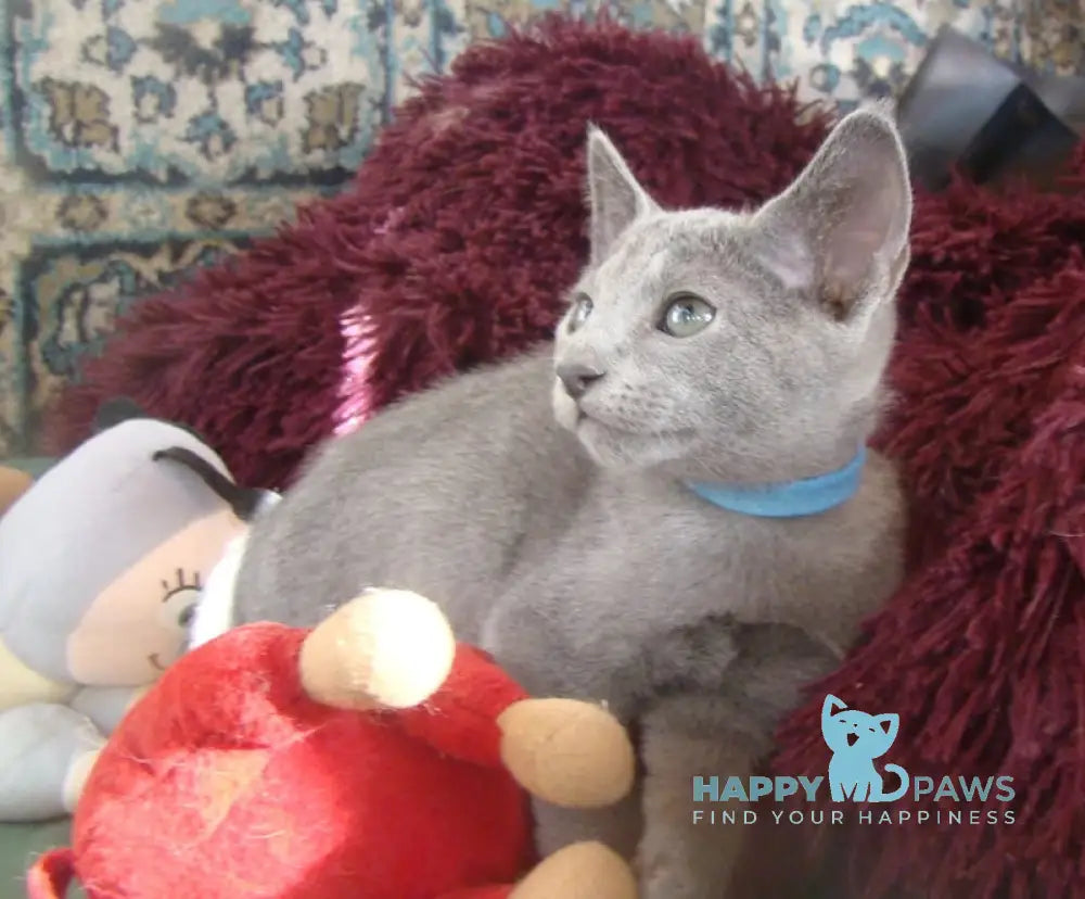 Storm Russian Blue male blue live animals