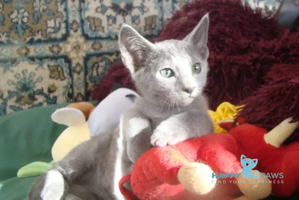 Storm Russian Blue male blue live animals