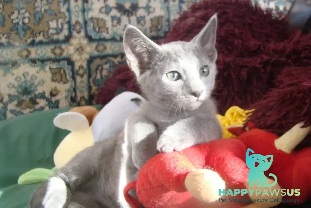Storm Russian Blue male blue live animals