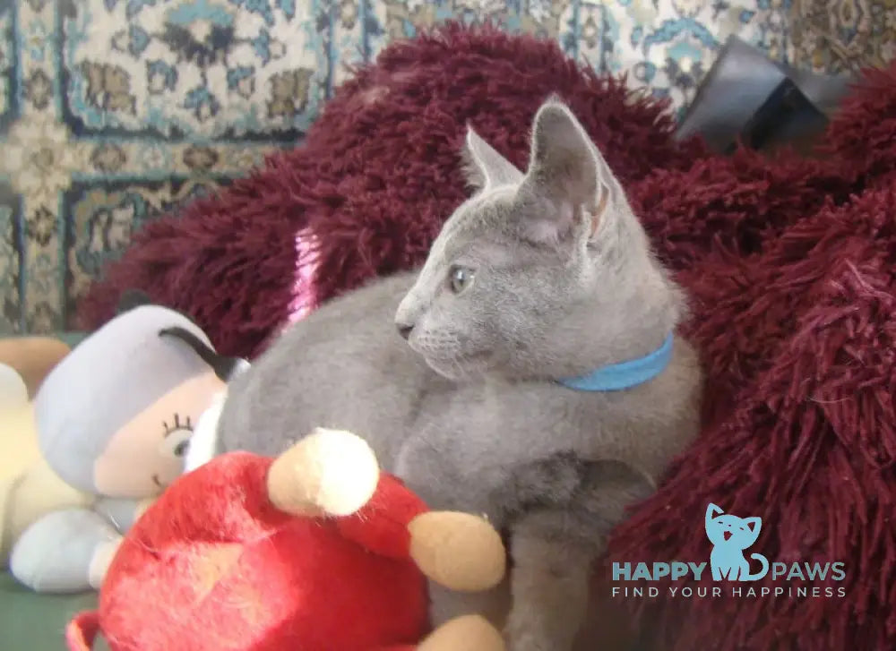 Storm Russian Blue male blue live animals