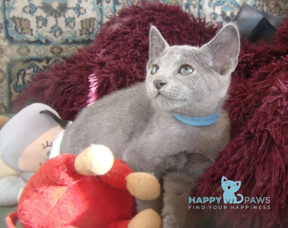 Storm Russian Blue male blue live animals