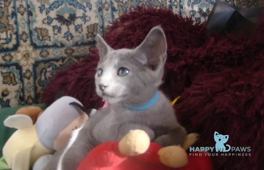Storm Russian Blue male blue live animals
