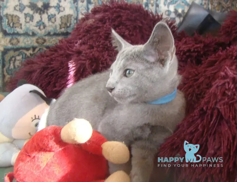 Storm Russian Blue male blue live animals