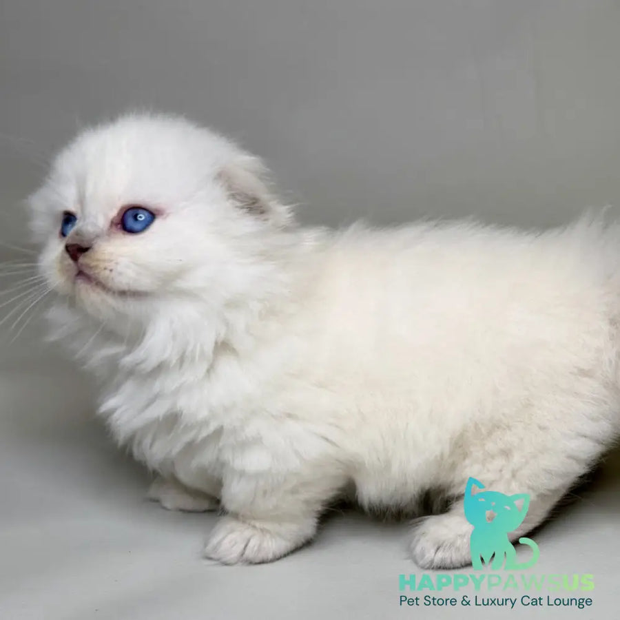 Stormy Munchkin female blue shaded pointed - live animals