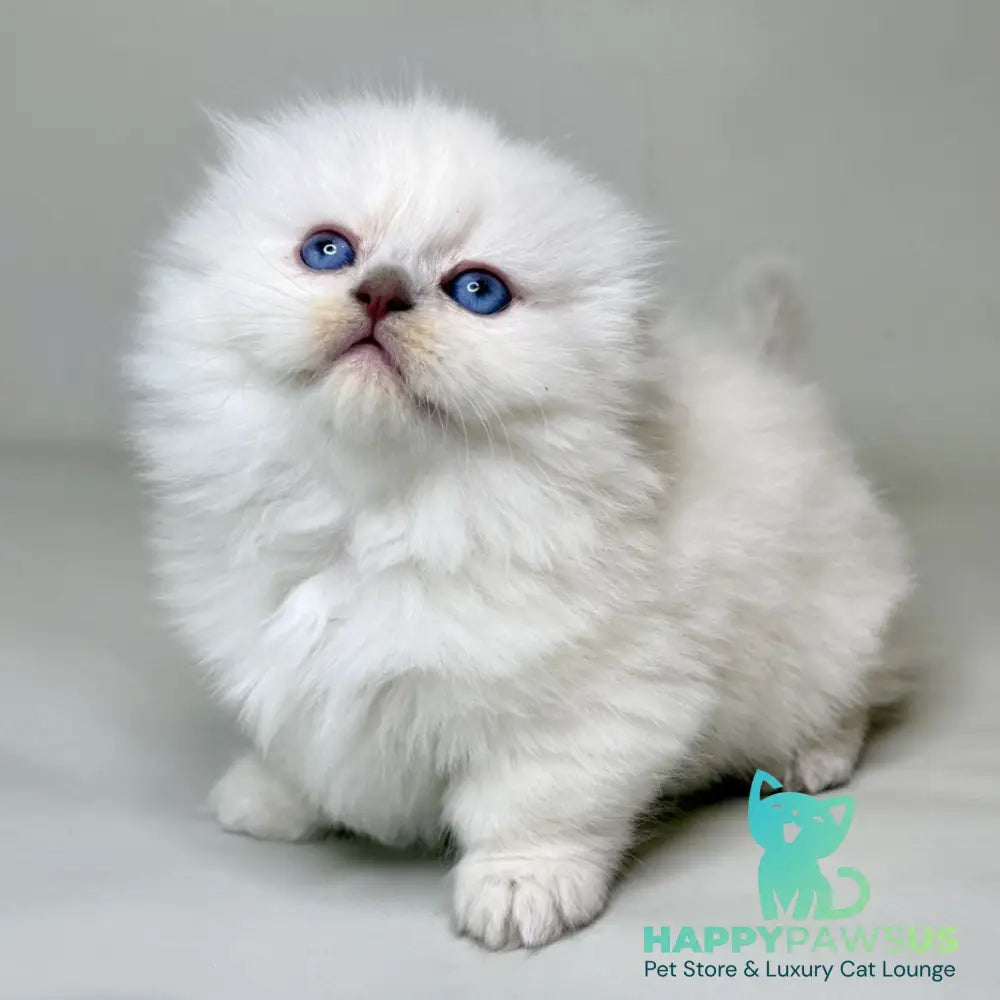 Stormy Munchkin female blue shaded pointed - live animals