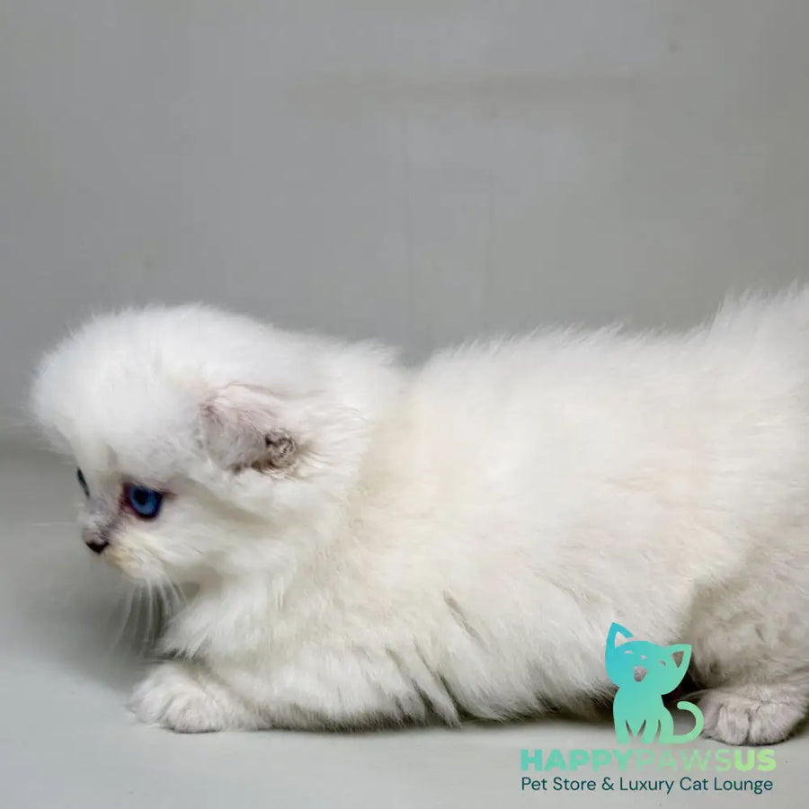 Stormy Munchkin female blue shaded pointed - live animals