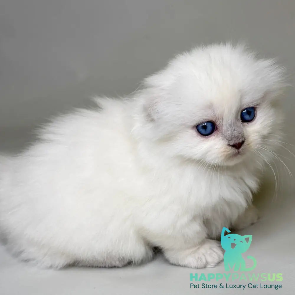 Stormy Munchkin female blue shaded pointed - live animals