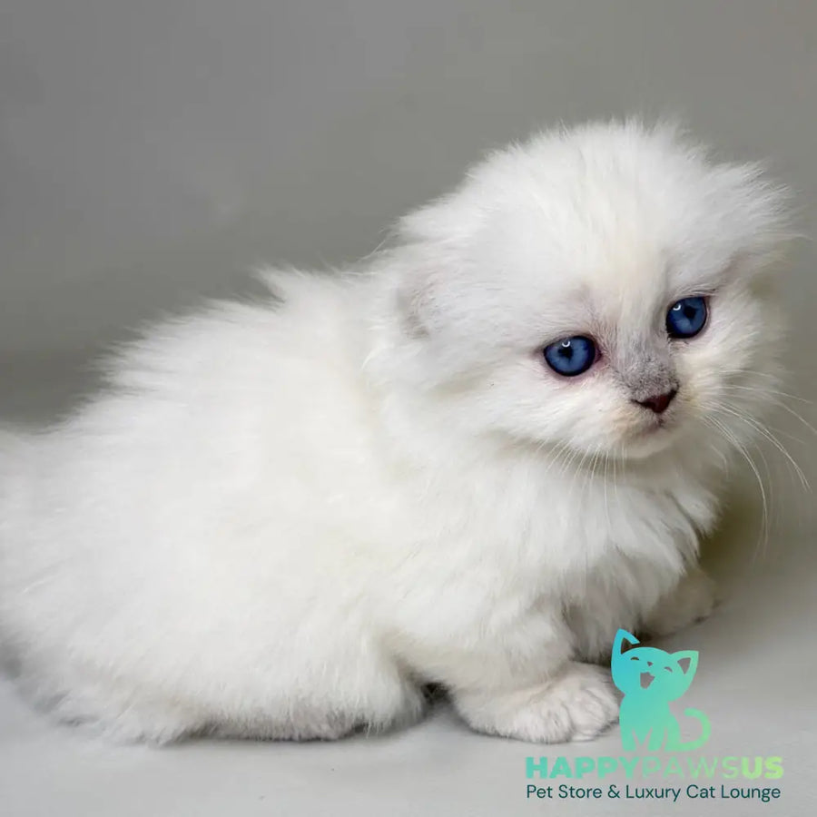 Stormy Munchkin female blue shaded pointed - live animals