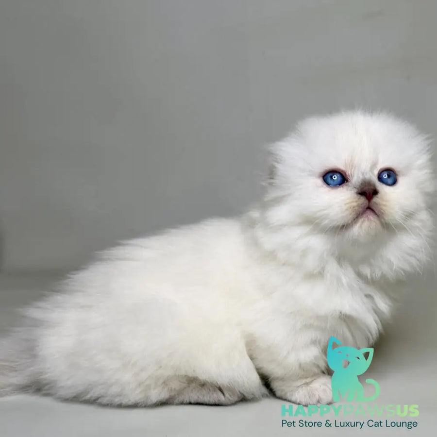 Stormy Munchkin female blue shaded pointed - live animals