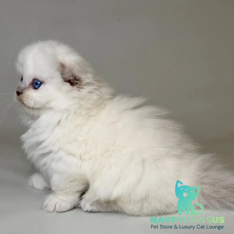 Stormy Munchkin female blue shaded pointed - live animals