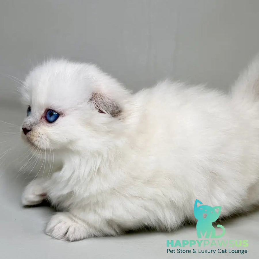 Stormy Munchkin female blue shaded pointed - live animals