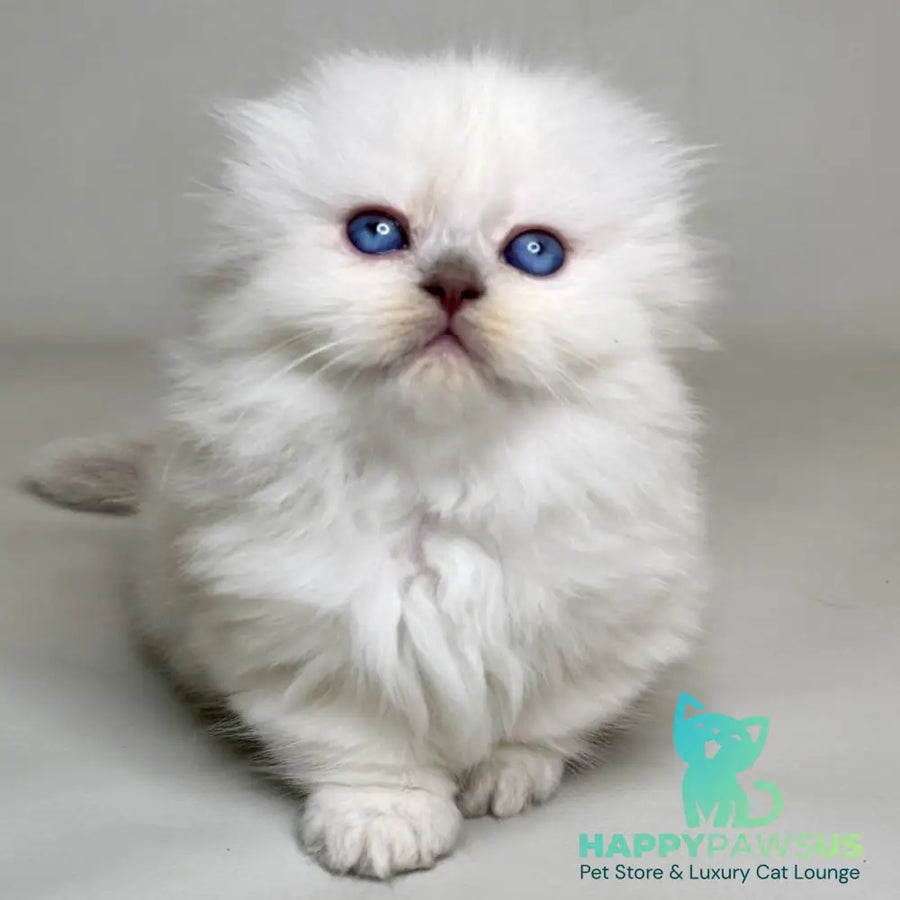 Stormy Munchkin female blue shaded pointed - live animals