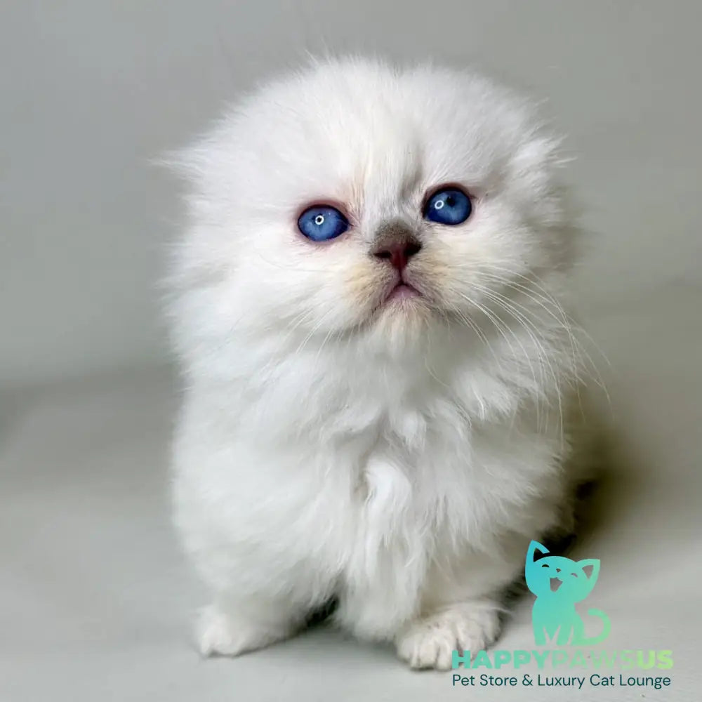 Stormy Munchkin female blue shaded pointed - live animals