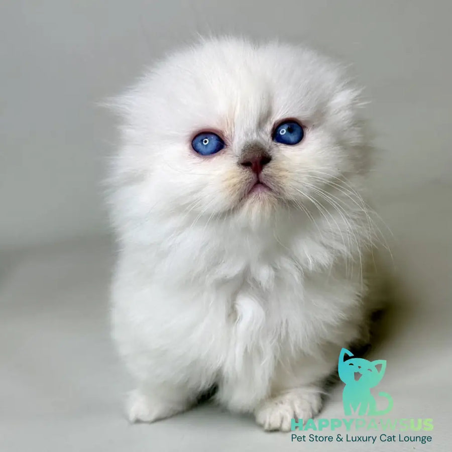 Stormy Munchkin female blue shaded pointed - live animals