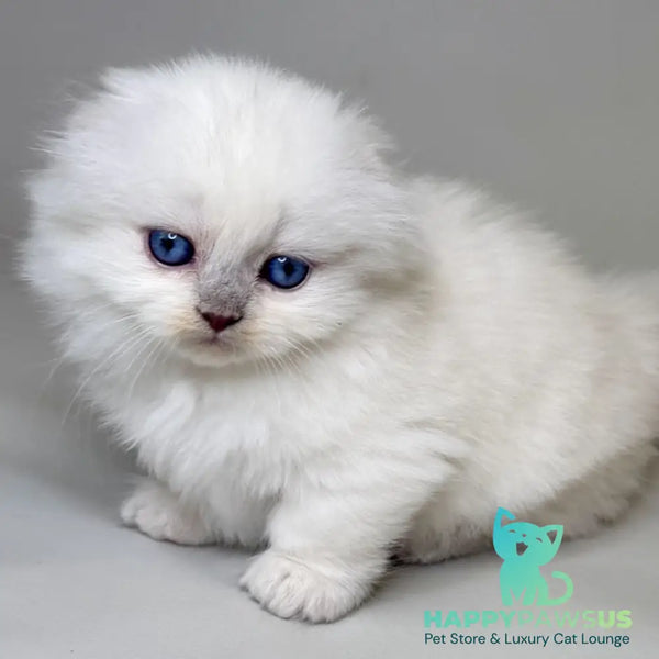 Stormy Munchkin female blue shaded pointed - live animals