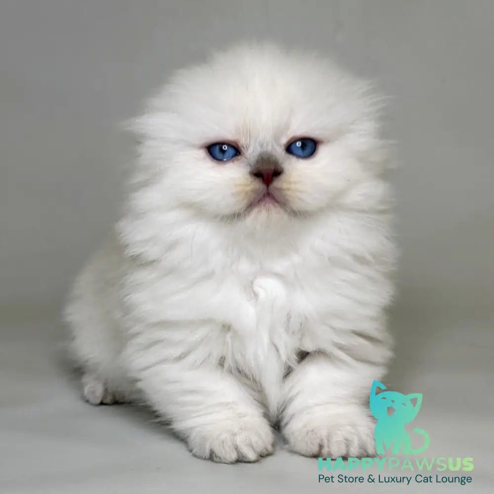 Stormy Munchkin female blue shaded pointed - live animals